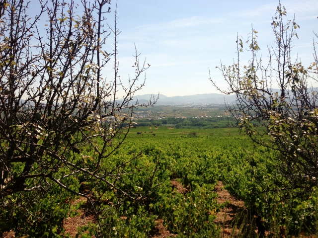 visita_bodegas_peique_mar_de_viñedo